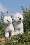 BICHON FRISE 286